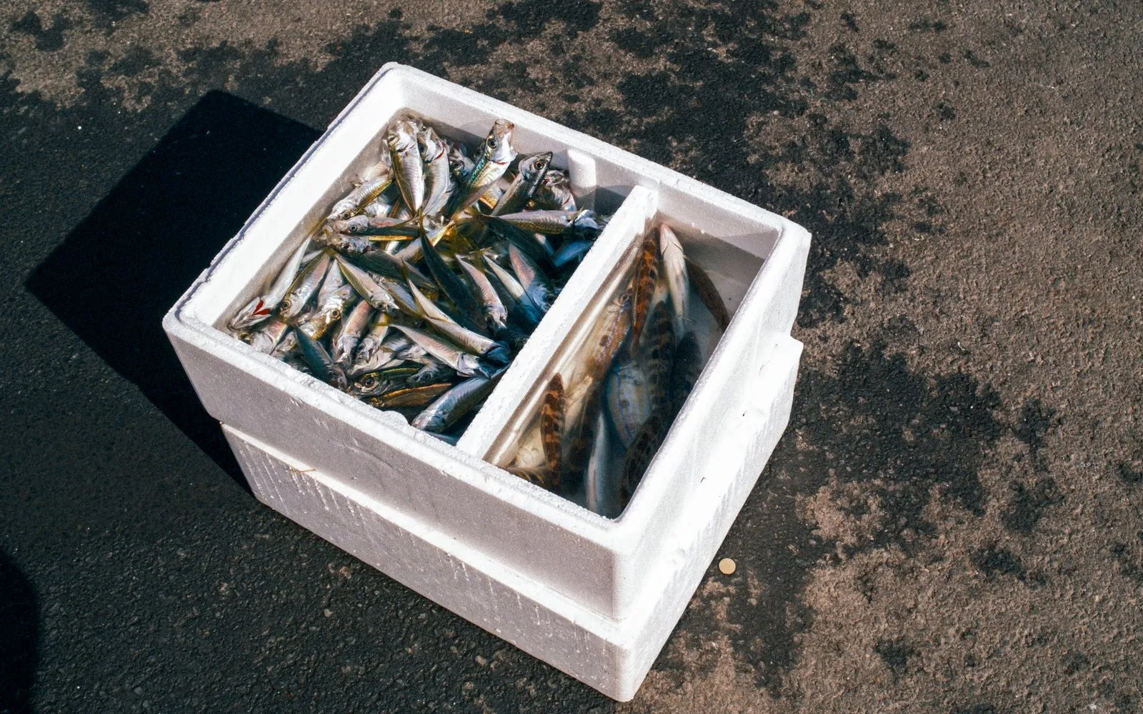 発泡スチロールの箱の中で仕切られた小魚と氷